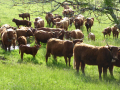 Intrusion-dun-troupeau-de-vaches-Salers-aux-abords-de-la-Camargue