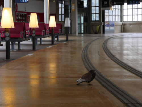 Eric.S-Pigeon-voyageur-Gare-d'Amiens-03.05.20
